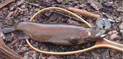 Mayfly