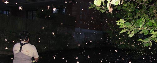 Mayfly