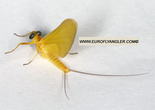 European Fly Angler Heptagenia sulphurea