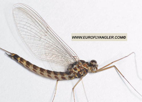 European Fly Angler Siphlonurus lacustris