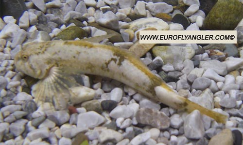 Phylum Chordata Characteristics