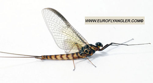 European Fly Angler Heptageniidae