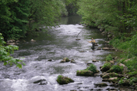Nagold