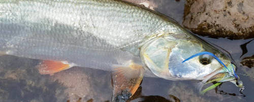 Tarpon of the lowland