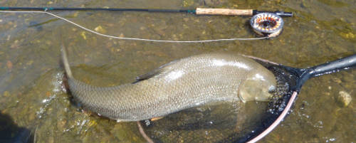 Targeting Barbel