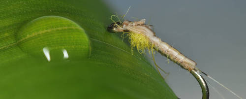 Nano nymphs