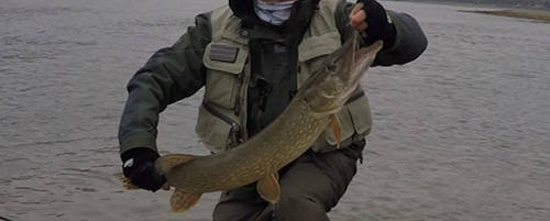 River pike