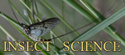 European trout fishing insects
