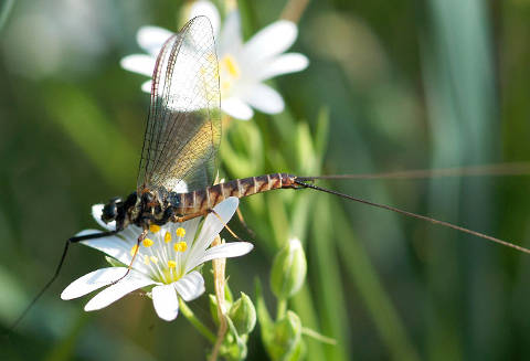 Insect for Fly fishing, entomology for the fly fisher