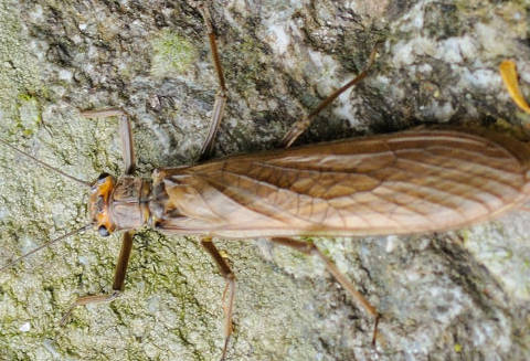 Insect for Fly fishing, entomology for the fly fisher