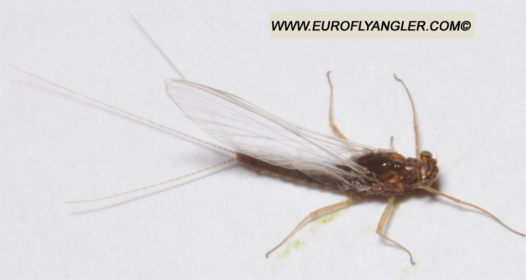 European Fly Angler - Serratella ignita