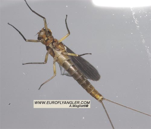 European Fly Angler - Baetis rhodani