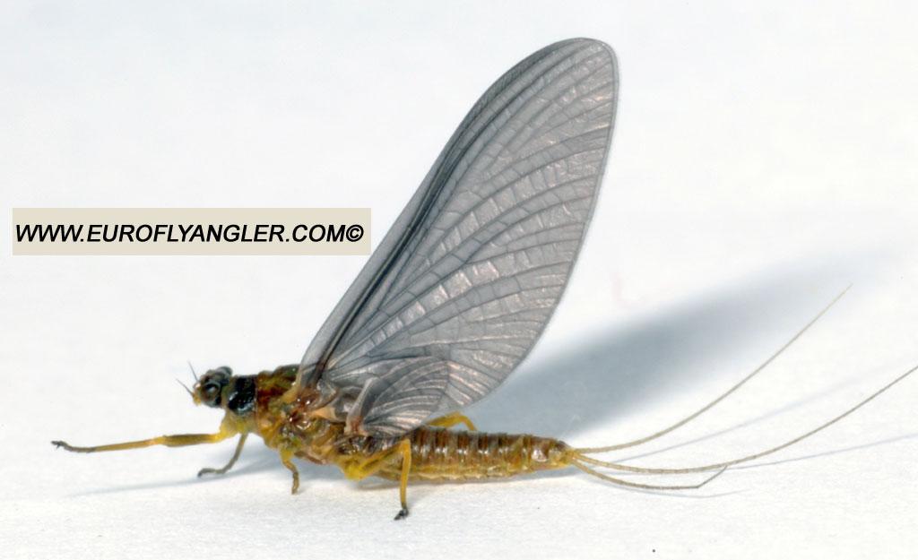 Ecdyonurus venosus