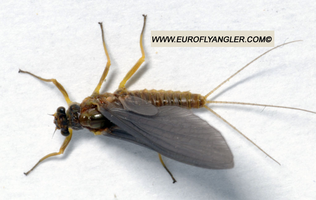 Ecdyonurus venosus