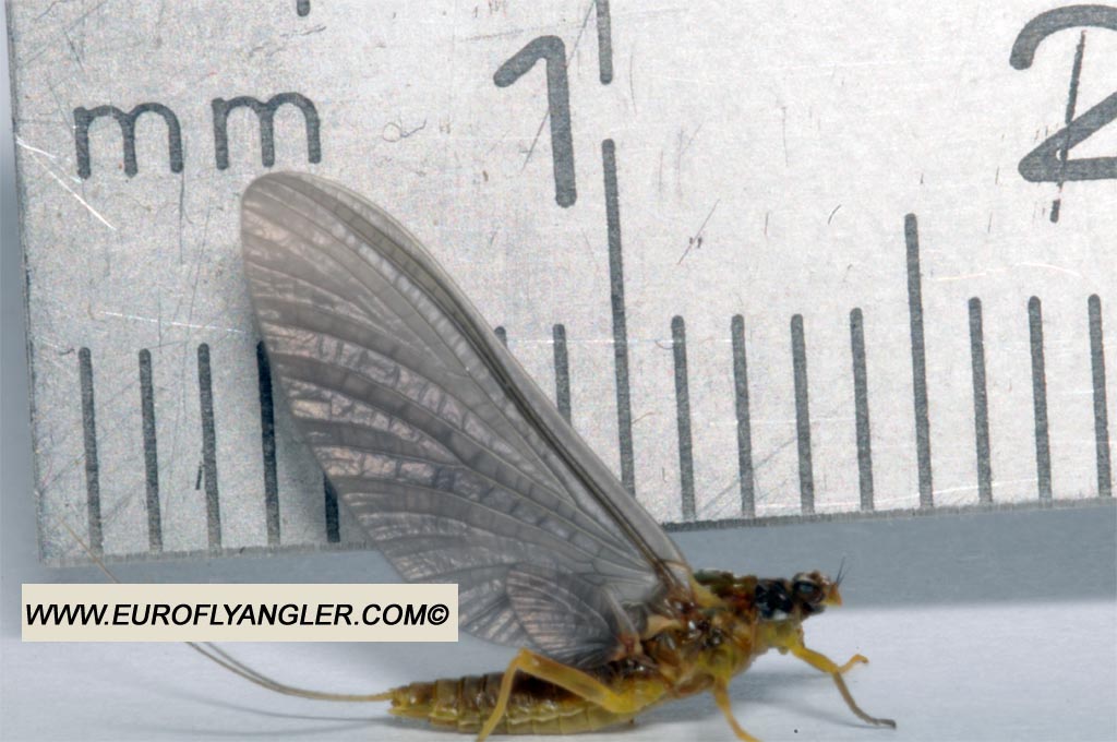 Ecdyonurus venosus