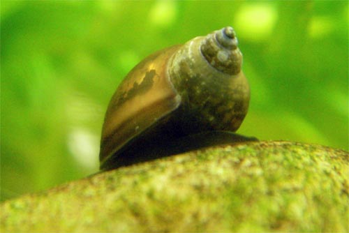 European Fly Angler Bithynia leachi