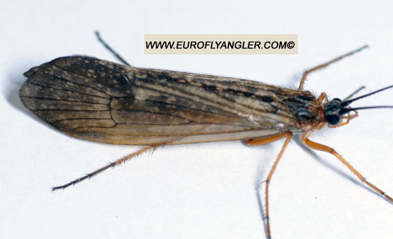 European Fly Angler - Allogamus auricollis