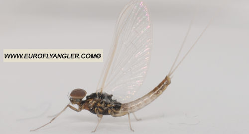 Baetis buceratus
