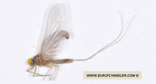 Baetis calcaratus