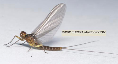 Baetis rhodani