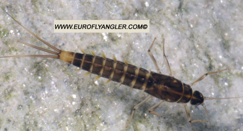 Baetis muticus