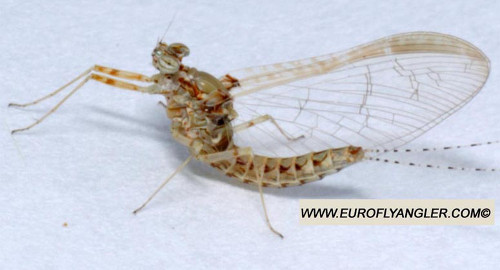 Cloeon dipterum