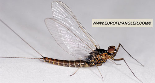 Baetis vernus