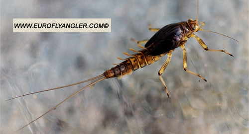 Baetis alpinus