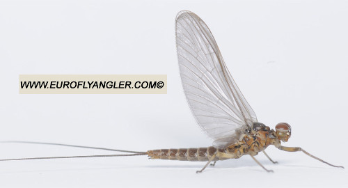 Baetis melanonyx