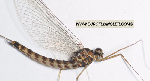 European Fly Angler - fly fishing entomology Siphlonuridae