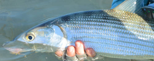  Bahamas bonefish fly fishing