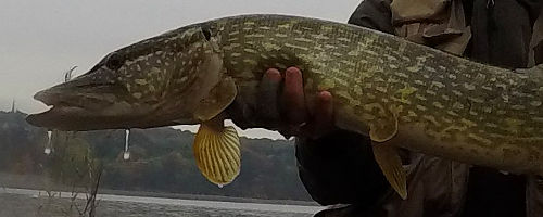  Saltwater pike
