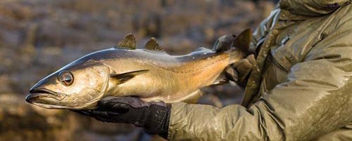  SCOTLAND SALTWATER