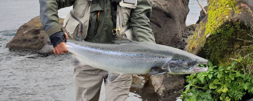  Salmon of East Ranga