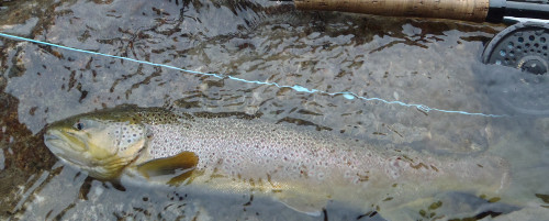  Orco alpine stream