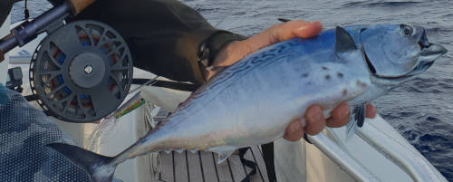 Tuna fly fishing