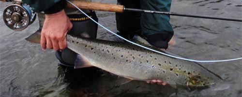  Salmon on River Aelva