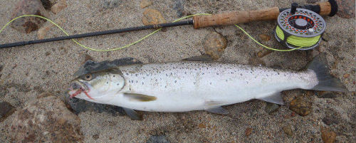 Sea trout