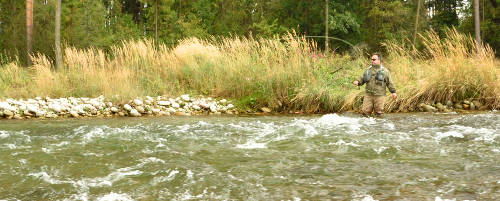  Trout on river Białka