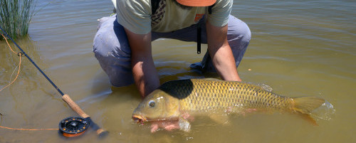  Carp fly fishing