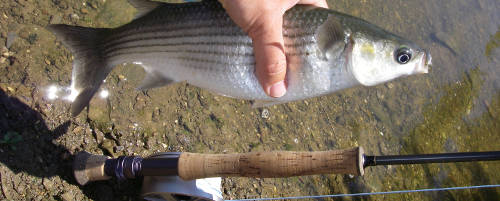  Mullet on river Seixe