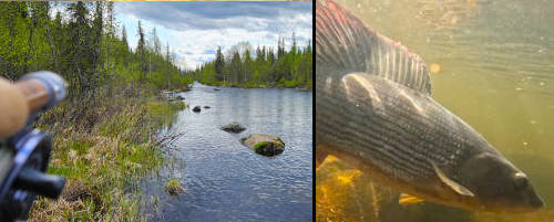  Fly fishing for big grayling